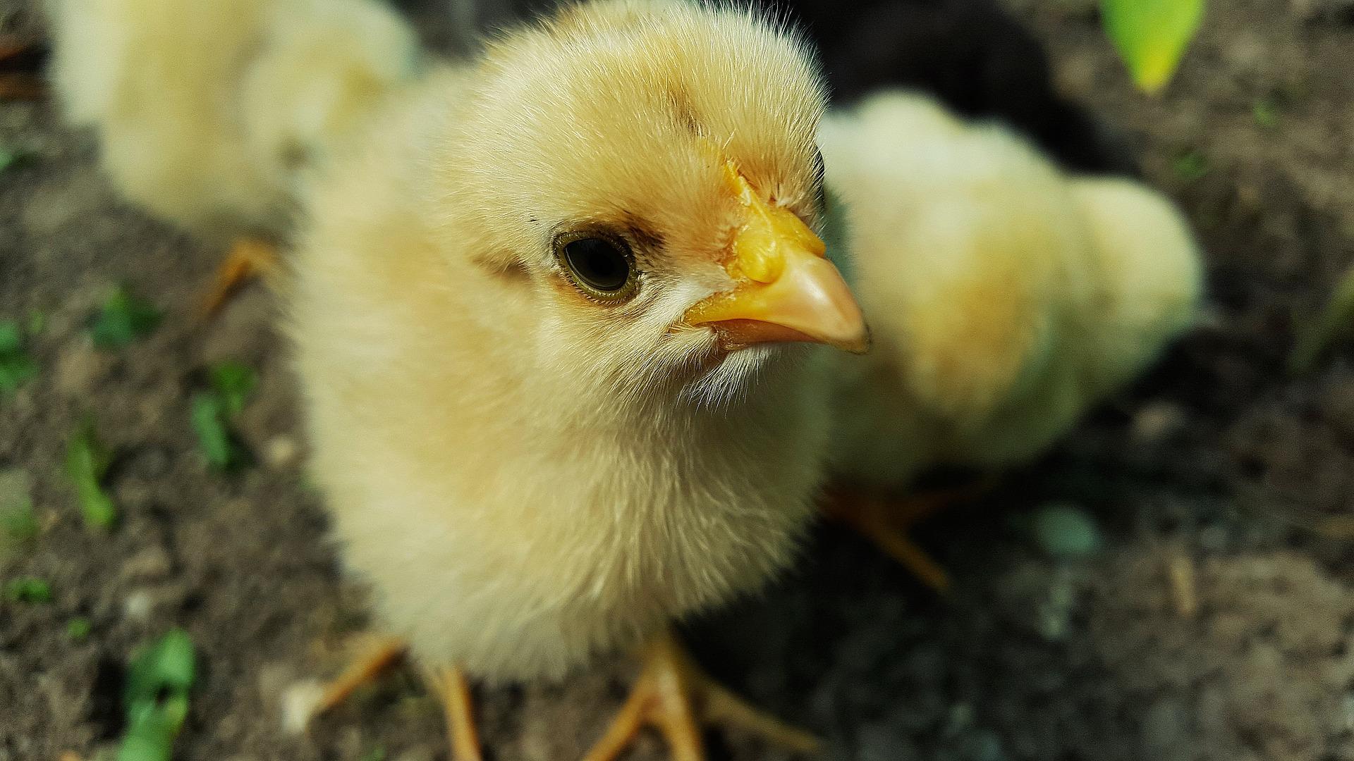 Comment savoir si un œuf de poule est fécondé ?