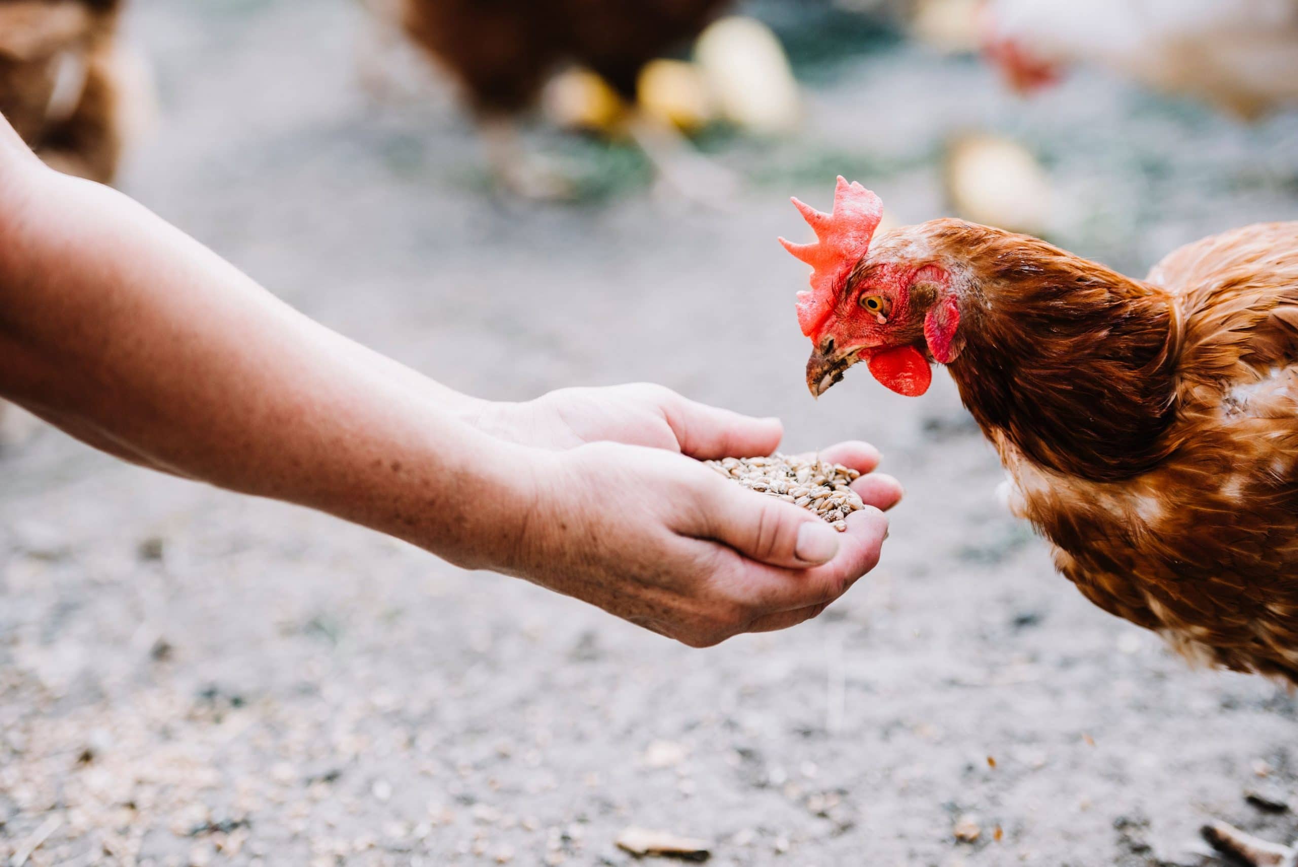 les gammes d'aliments complets Basse-Cour