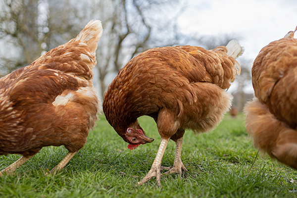 quels parasites affectent les poules comment s en debarrasser