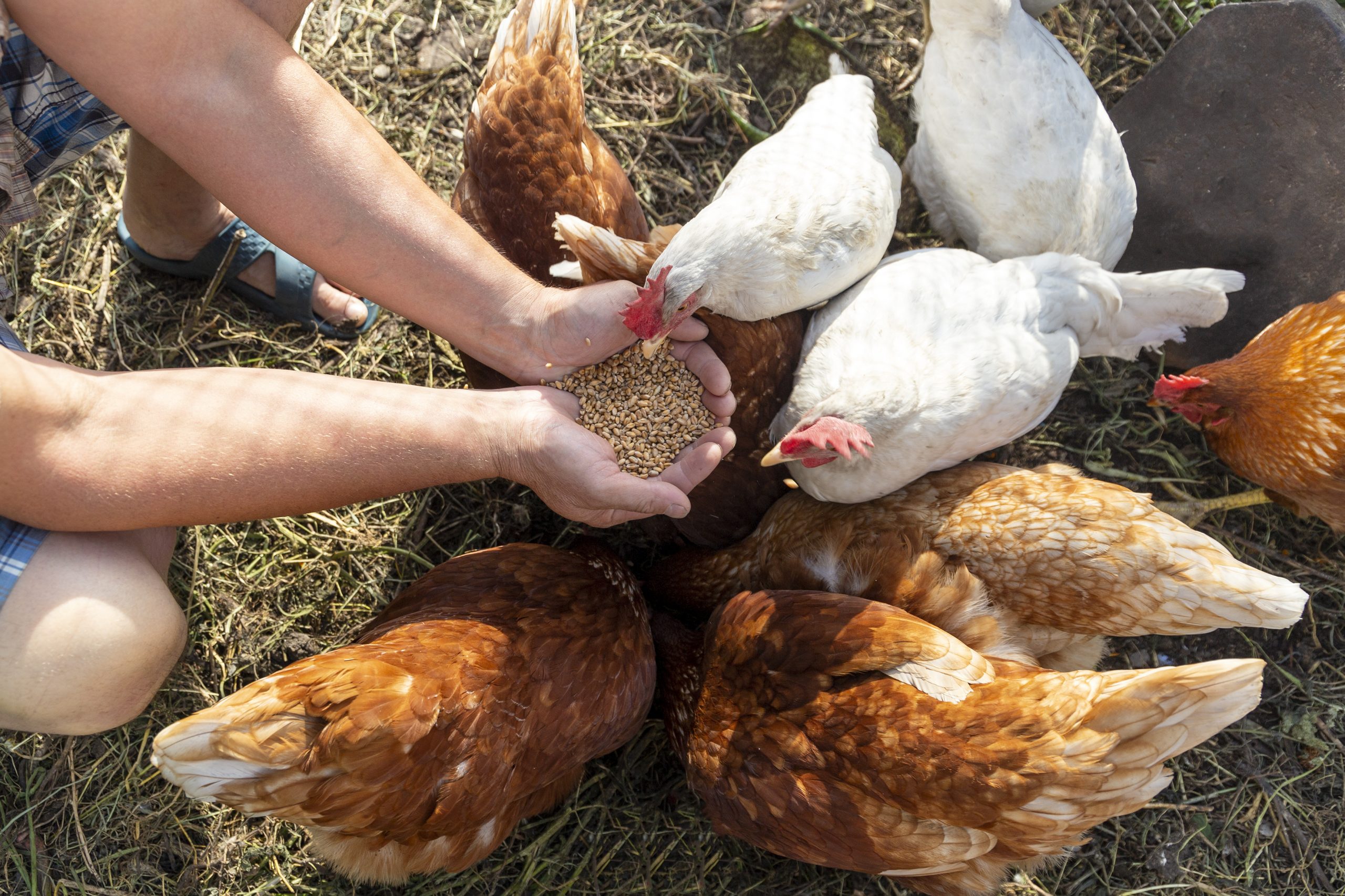Les différentes graines que les poules peuvent manger : un guide complet  pour nourrir vos poules sainement.