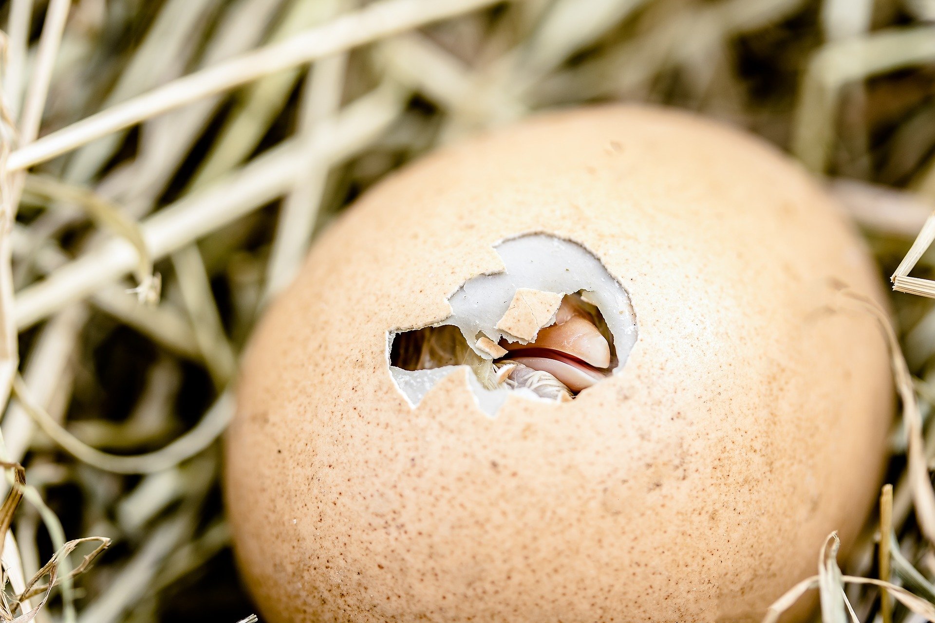 Comment savoir si un œuf de poule est fécondé ?