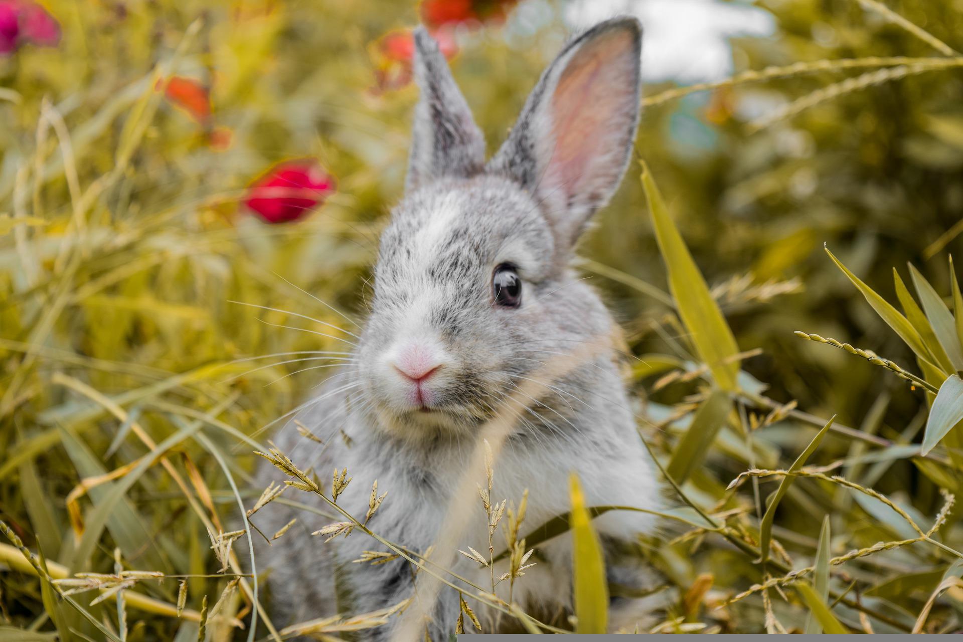 Fraise pour lapin lyophilisée - Le meilleur pour mon lapin