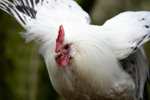Bien choisir la litière pour les poules 🐓 Mon avis sur celles que j'ai  testé au poulailler 